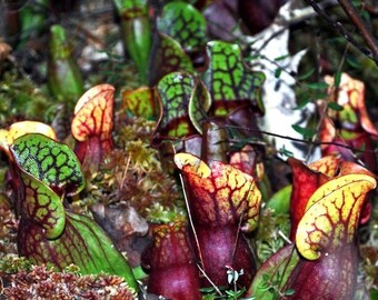 PURPLE PITCHER PLANT Carnivorous Canadian Native Sarracenia Purpurea, 20 Seeds