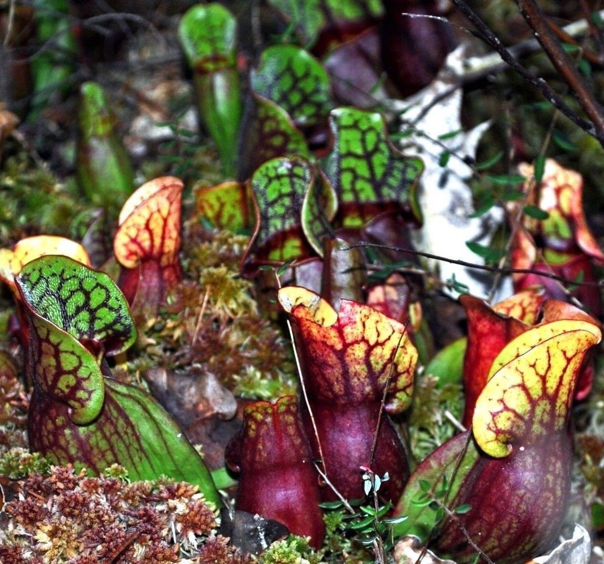 PURPLE PITCHER PLANT Sarracenia Purpurea Hardy Zones 3-8 Native 20 Seeds PURPLE PITCHER PLANT Sarracenia Purpurea Hardy Zones 3-8 Native 20 Seeds