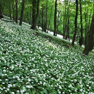 RAMSONS WILD GARLIC Allium Ursinum Hardy Perennial Woodland Native 10 Seeds image 4