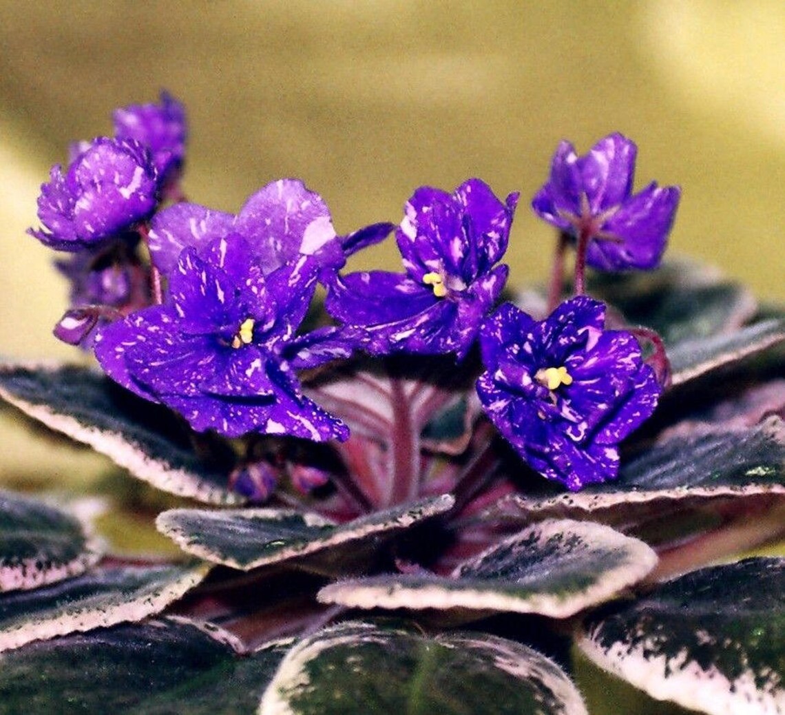 VARIEGATED AFRICAN VIOLET Saintpaulia Popular House Plant Etsy