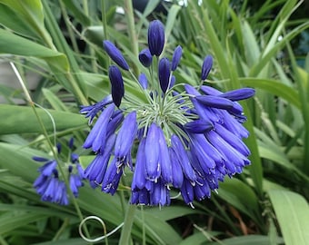 DRAKENSBERG LILY of the NILE Agapanthus Inapertus Blue Hardy Perennial, 10 Rare Seeds