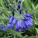 see more listings in the Perennials section