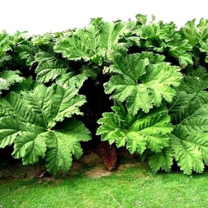 GUNNERA MANICATA Generous Massive Huge Gigantic Hardy Rhubarb Exotic, 15 Seeds image 4