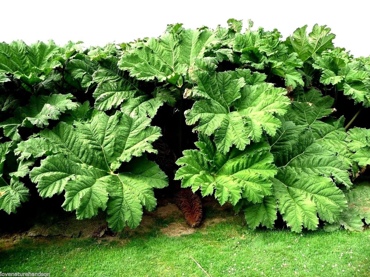 GUNNERA MANICATA Generous Massive Huge Gigantic Hardy Rhubarb | Etsy