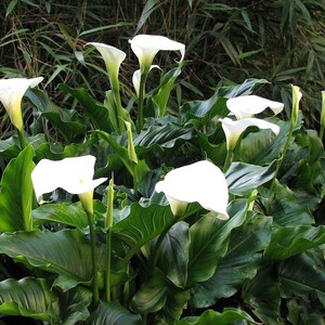 CALLA LILY Arum Lily Zantedeschia Aethiopica Florist Cala White, 5 Seeds