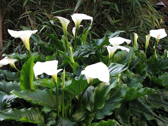 Calla Lily Arum Lily Zantedeschia Aethiopica Florist Cala White 10 Large Seeds - 