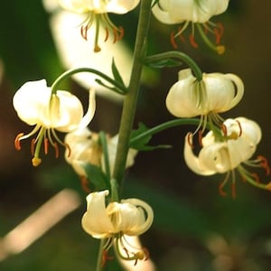 WHITE TURK'S CAP Lily Lilium Martagon Michigan Wildflower Mortagon Lillium 5 Rare Seeds image 1