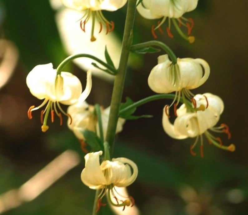 WHITE TURK'S CAP Lily Lilium Martagon Michigan Wildflower Mortagon Lillium 5 Rare Seeds image 1