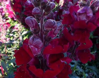 BLACK PRINCE Snapdragon Red Leaves & Flowers! Snap Dragon Antirrhinum, 15 Seeds