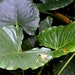 see more listings in the Houseplants & Tropical section
