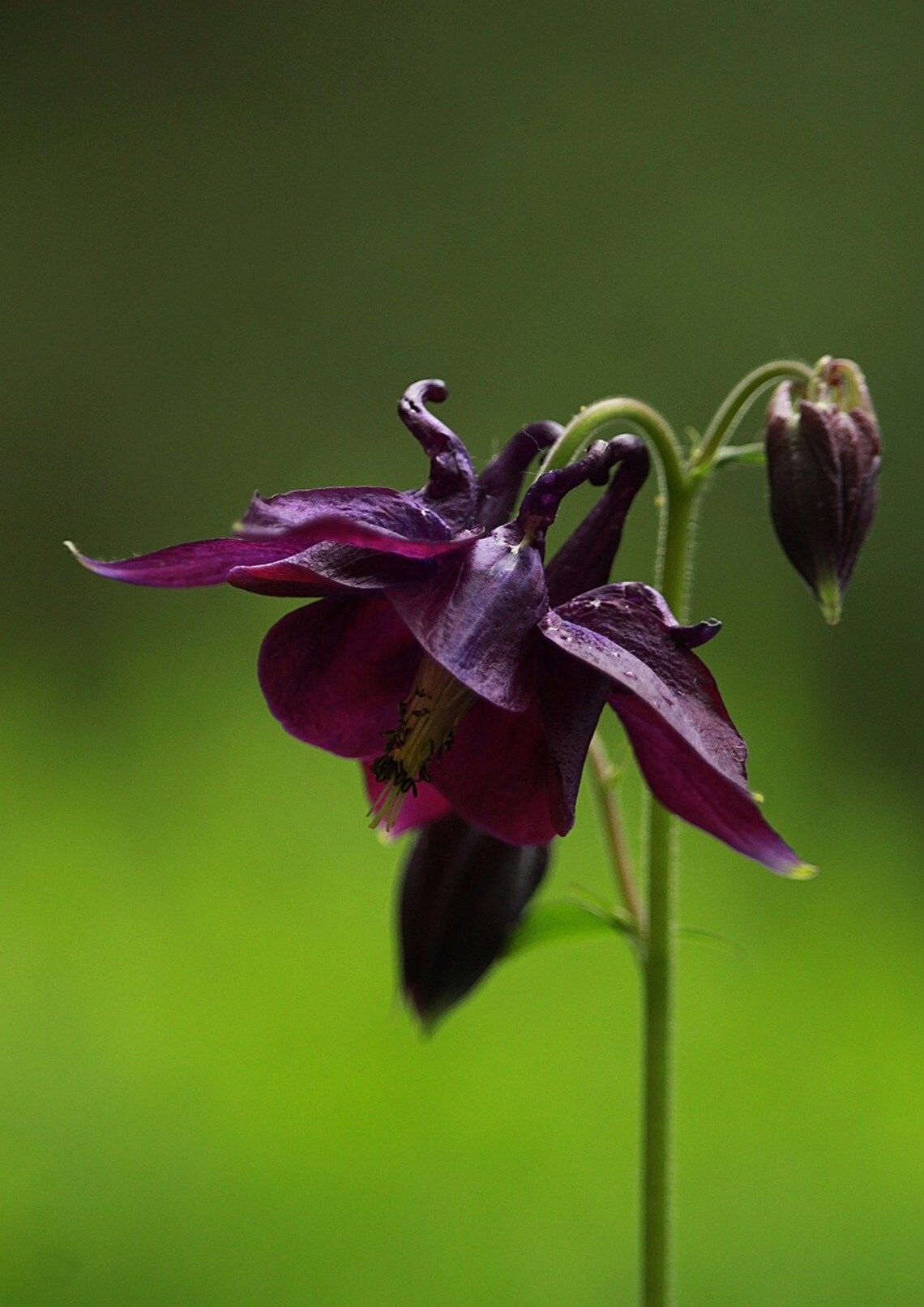 BLACK COLUMBINE Aquilegia Double Red Purple Dark Burgundy | Etsy