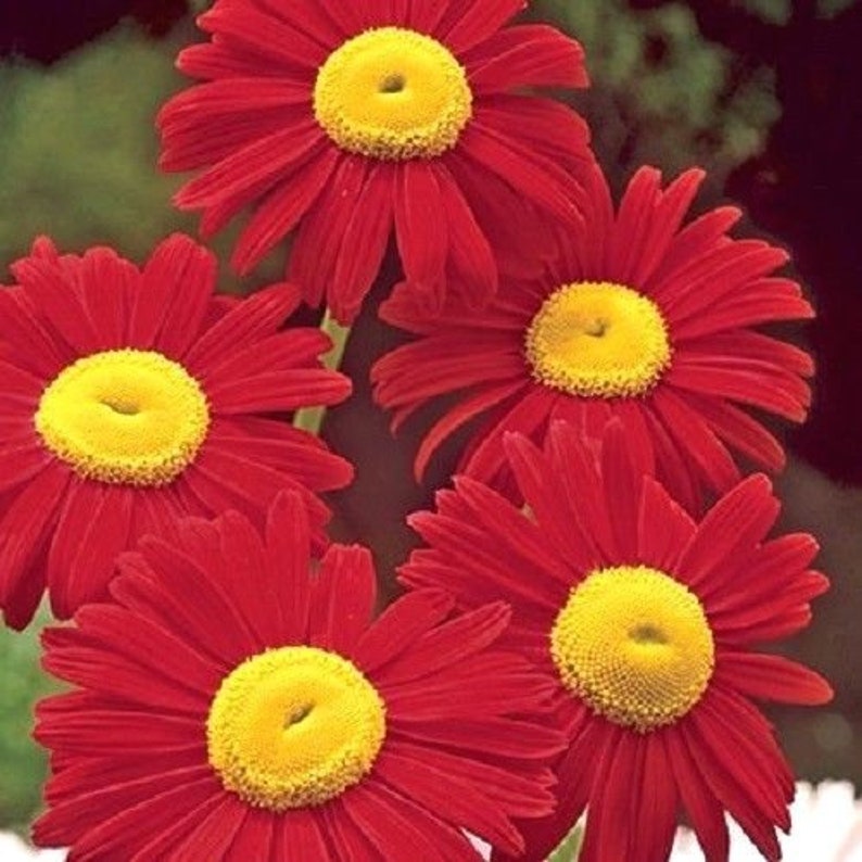 PAINTED DAISY Mix Perennial Chrysanthemum Tanacetum Coccineum Robinson 20 Seeds image 2