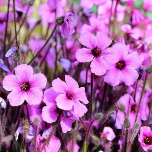 Pink GERANIUM Maderense MADEIRA CRANESBILL Herb Robert Many Blooms 5 Seeds image 2