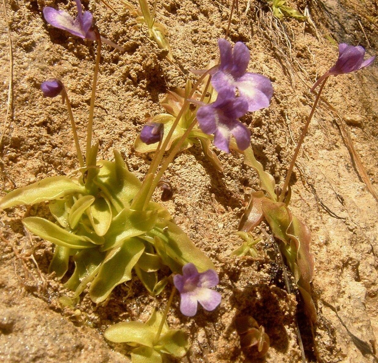 BUTTERWORT PINGUICULA Dertosensis Carnivorous 5 Seeds Etsy