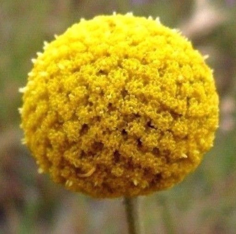 DRUMSTICK FLOWER Yellow Craspedia Globosa Round Ball Circle Crespedia, 15 Seeds image 3