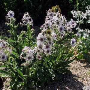 BERKHEYA PURPUREA Zulu Warrior Unique Rare Purple Hardy Perennial 5 Seeds image 3