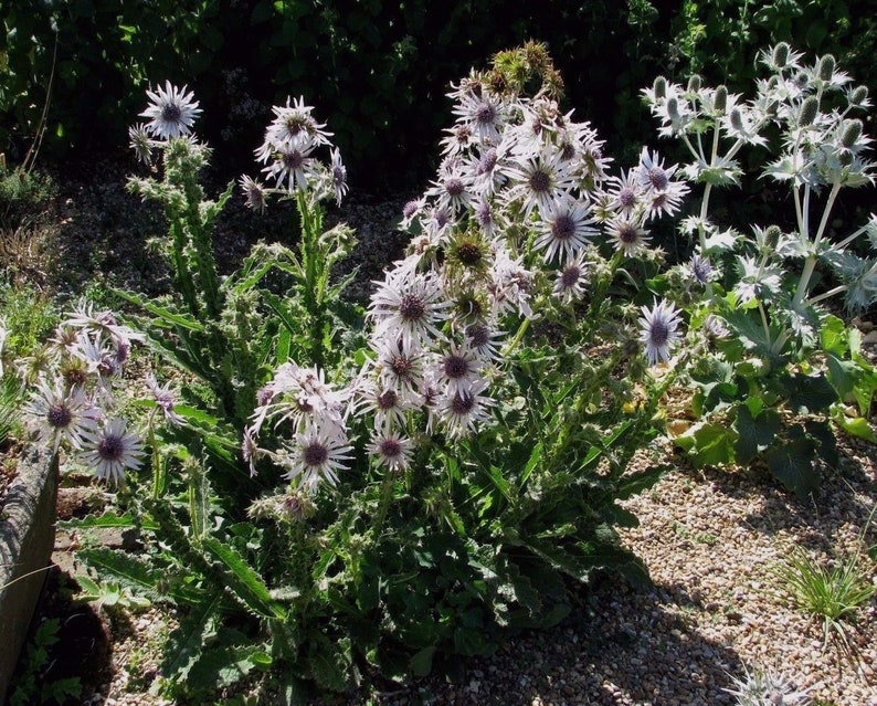 BERKHEYA PURPUREA Zulu Warrior Unique Rare Purple Hardy Perennial 5 Seeds image 3