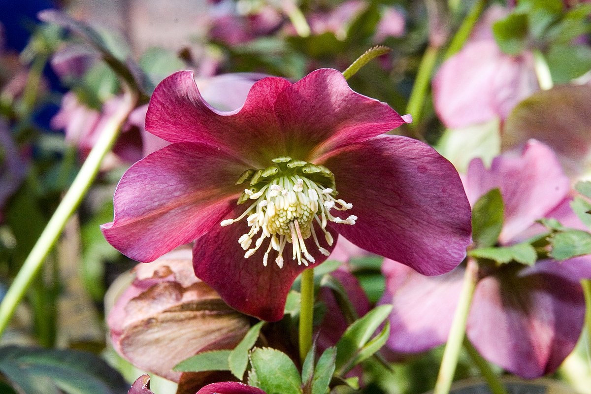 RED HELLEBORUS Perennial Christmas Rose Heleborus Orientalis 5 Etsy
