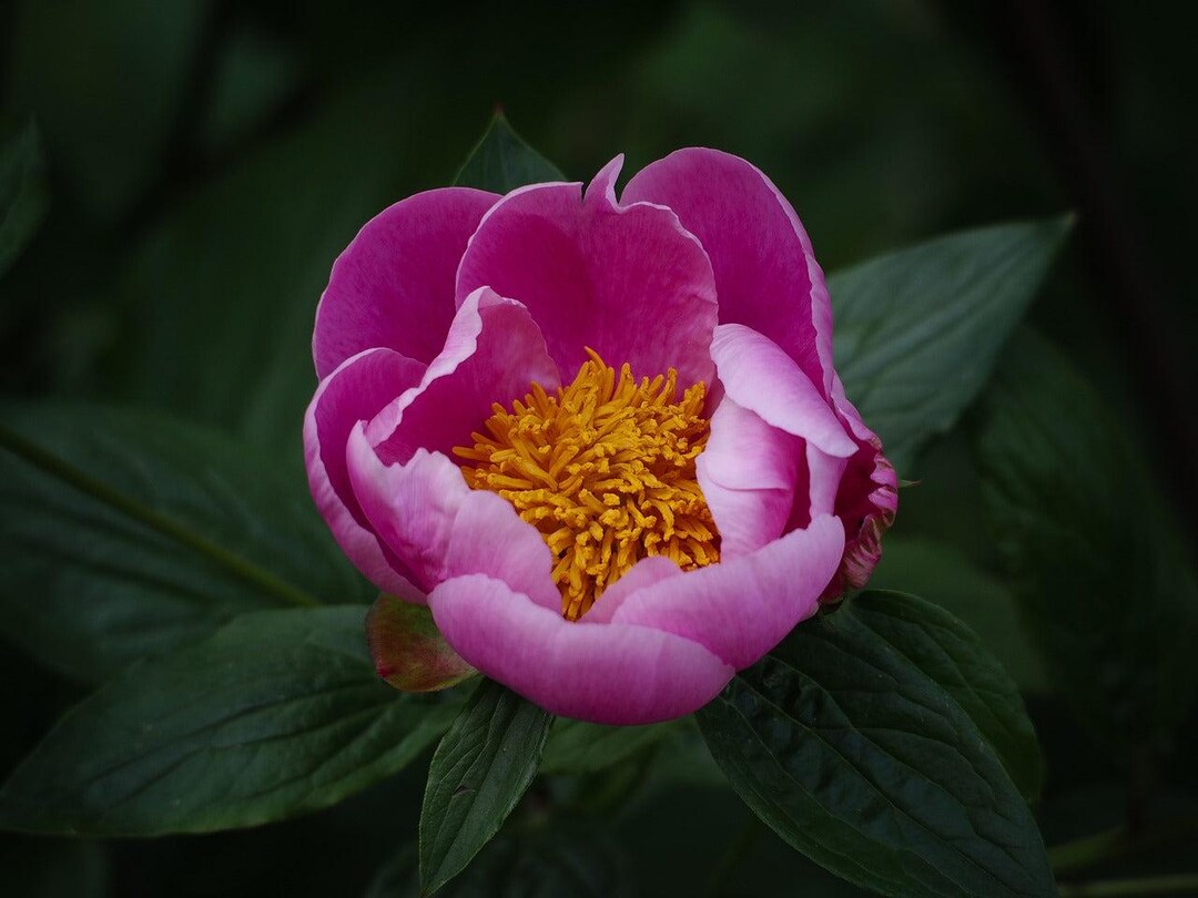 SIBERIAN PEONY Paeonia Anomala Rose Pink Flowers FRAGRANT! 6 Rare Seeds -  Etsy