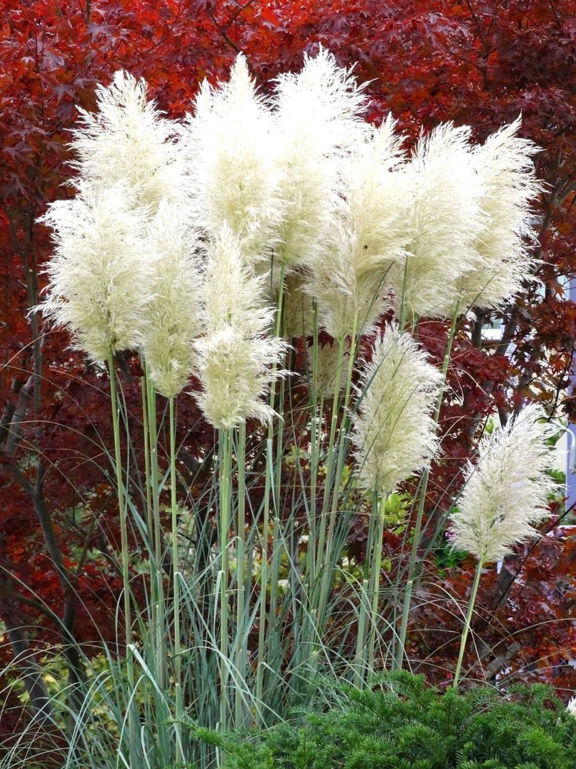GIANT WHITE PAMPAS Grass Cortaderia Selloana Ornamental Huge Etsy