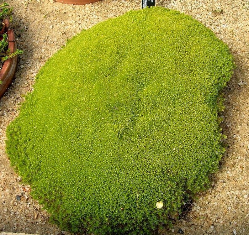 NEW ZEALAND MOSS Scleranthus Uniflorus Groundcover Gnarled Etsy