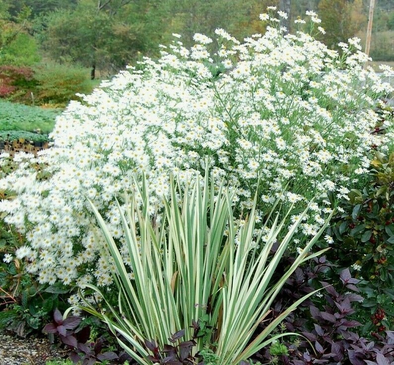 FALSE ASTER Boltonia Asteroides White Fall Showy Hardy Perennial 30 Seeds image 4