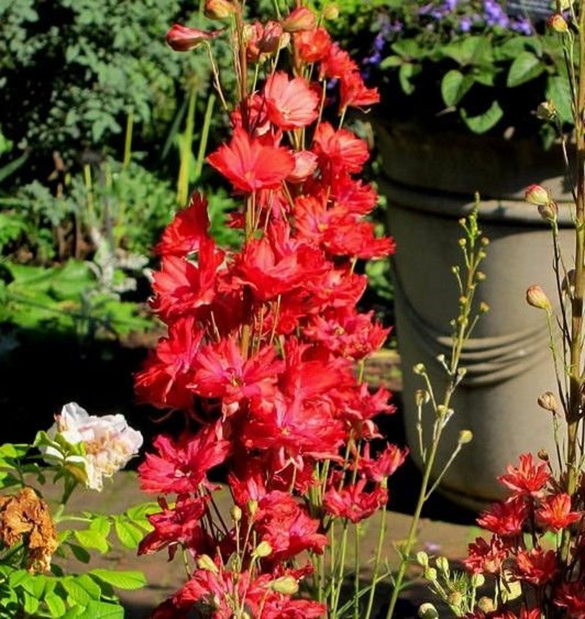 GIANT RED LARKSPUR Delphinium Tall Prolific Butterflies Etsy