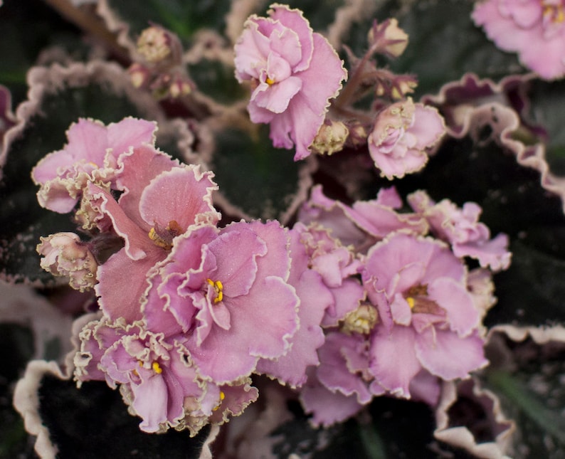 MINIATURE VARIEGATED African Violet Saintpaulia Popular House Plant Easy 10 Rare Seeds image 6