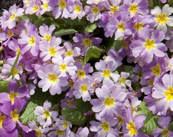 PINK ENGLISH PRIMROSE Primula Vulgaris, Hardy Perennial, 10 Seeds