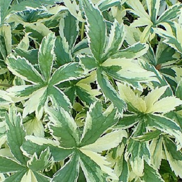 VARIEGATED STRAWBERRY Duchesnea Indica Variegata Indian Harlequin 5 Seeds