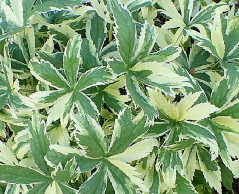 VARIEGATED STRAWBERRY Duchesnea Indica Variegata Indian Harlequin 5 Seeds image 1