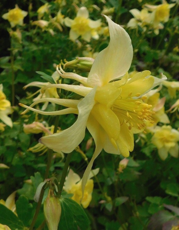 PERENNIAL COLUMBINE AQUILEGIA SUNSHINE BRIGHT YELLOW FLOWER SEEDS 25
