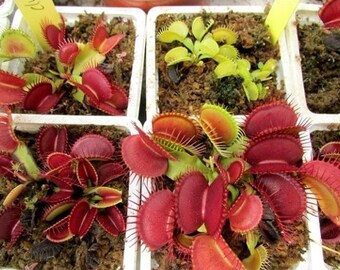 plante carnivore Dionaea muscipula 2020 25 graines fraîches -25 fresh seeds plante carnivore Dionaea muscipula 2020 25 graines fraîches -25 fresh seeds