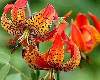 MICHIGAN LILY Lilium Michiganense Turk's Cap Lily Red Lillium, 6 Rare Seeds!