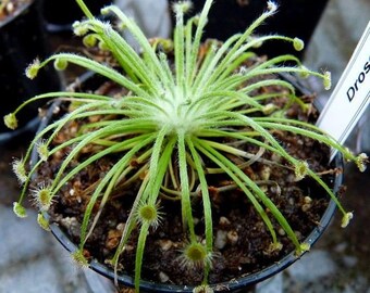 SUNDEW Drosera Broomensis Unique Rare Petiolaris Carnivorous 5 Rare Seeds