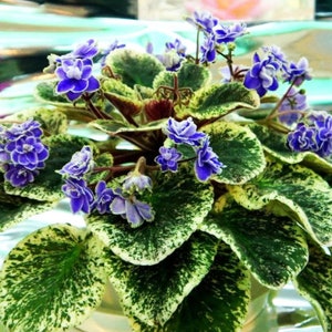 VARIEGATED AFRICAN VIOLET Saintpaulia Popular House Plant Easy 10 Seeds image 1