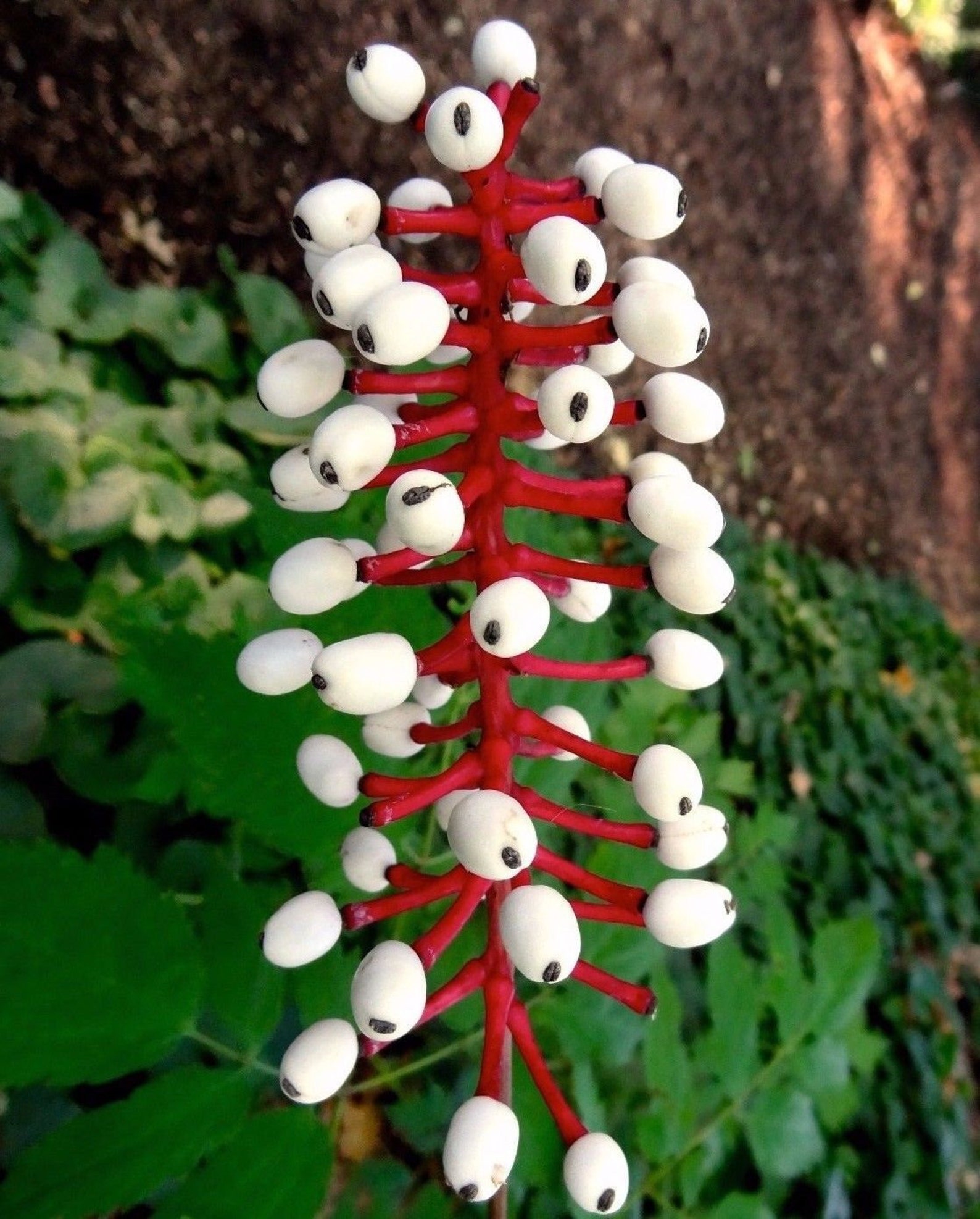 DOLL'S EYES Actaea Pachypoda Native Hardy Perennial Etsy Canada