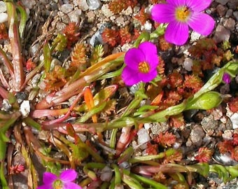 ROCK PURSLANE Calandrinia umbellata Perennial, 100 Seeds