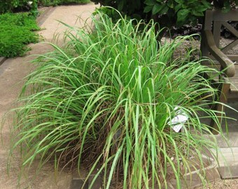 LEMON GRASS Cymbopogon Nardus Fragrant Lemon Scented Lemongrass Perennial 15 Seeds