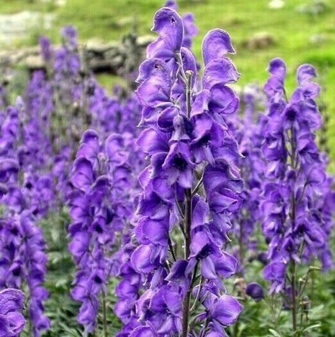MONK'S HOOD Purple Violet Wolfsbane Aconitum Moldavica Etsy