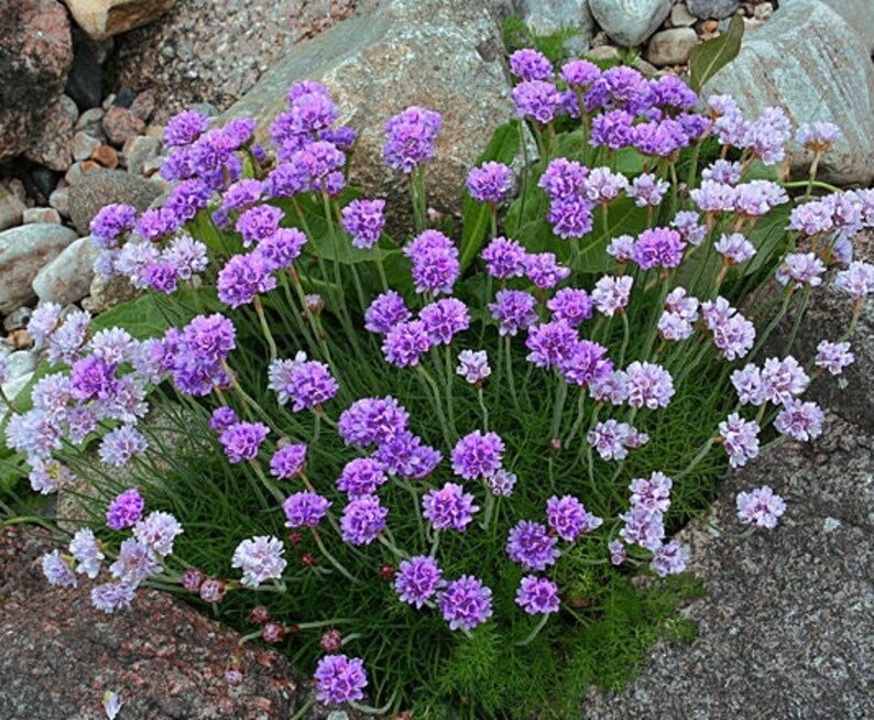 LILAC SEA THRIFT Purple Violet Armeria Maritima Ground Cover Perennial, 5 Rare Seeds image 1