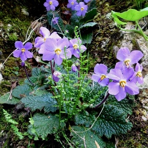 HARDY AFRICAN VIOLET Ramonda Perennial Myconi Pyrenean Rosette Mullein 10 Seeds image 5