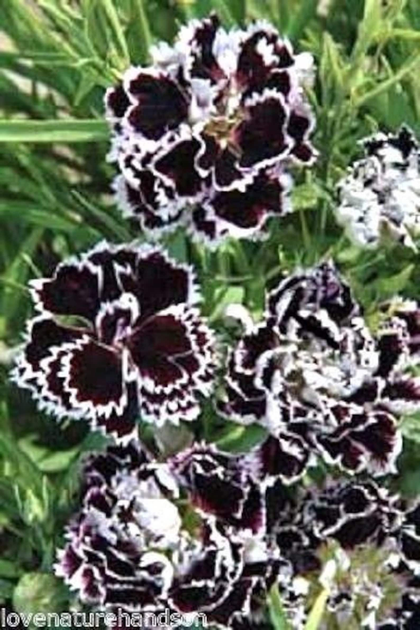 Гвоздика цыганка. Dianthus chinensis гвоздика китайская. Гвоздика китайская Ворожея. Гвоздика китайская Геддевига. Ворожея гвоздика китайская Black.