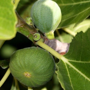 HARDY CHICAGO FIG! Ficus Carica Zone 5, 10 Seeds