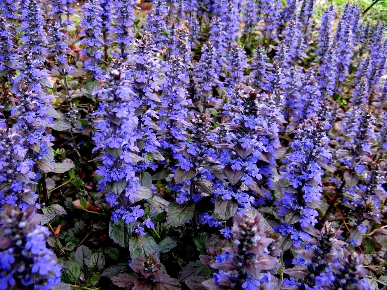 BUGLE Ground Cover Perennial AJUGA REPTANS Groundcover Etsy Canada