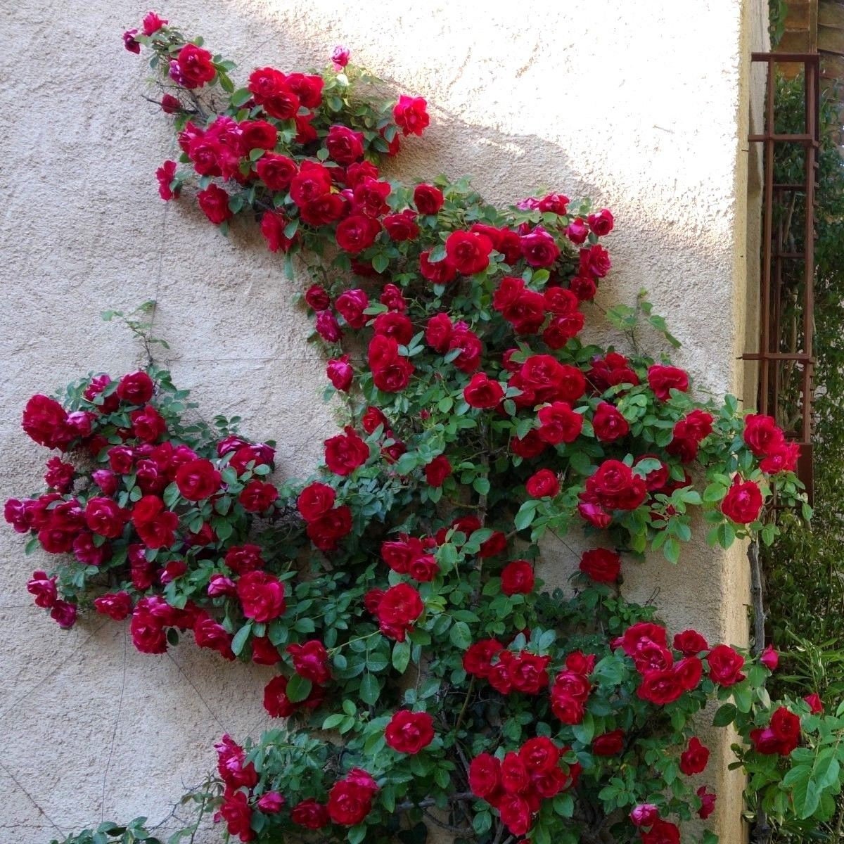 CLIMBING RED ROSE Bush Hardy Zones 39 Scarlet Double