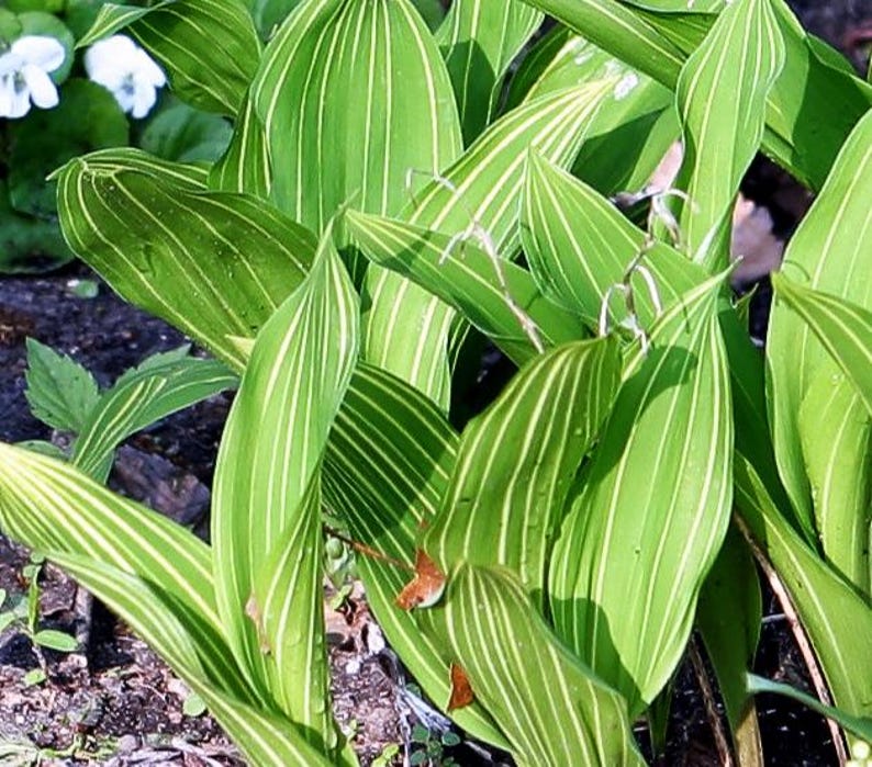 Ferri Seeds Lily of the Valley - Thumbnail 2