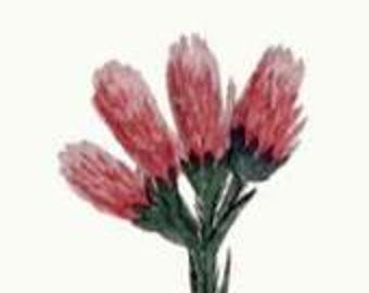 COMPACT DWARF RED Pussytoes, Everlasting Antennaria dioica rubra Perennial 100 Seeds