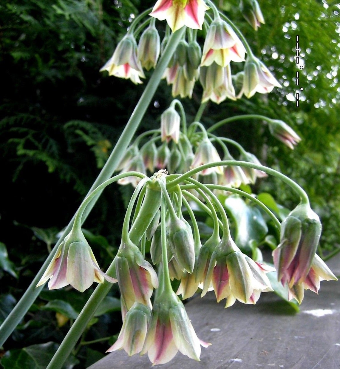 HONEY LILY Bells Nectaroscordum Siculum Garlic Sicilian Etsy