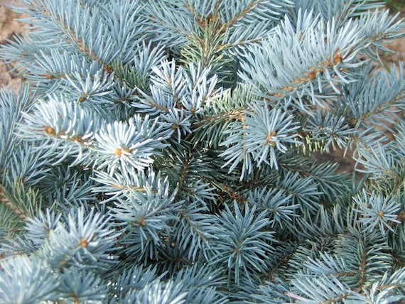 Buy BLUE SPRUCE Colorado Pungens Evergreen Tree Bonsai Online - Etsy